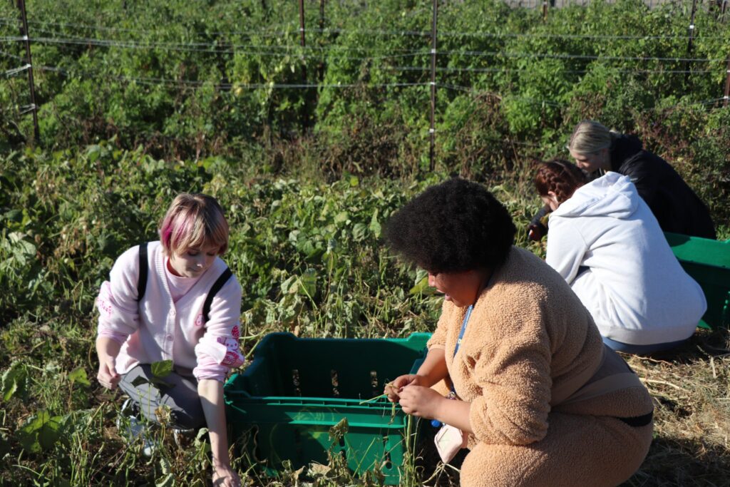 four students crouch low and pick beans at an urban garden and place them in totes.